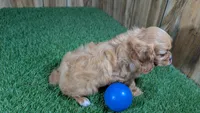 Mattie Boy 1, a male Cavalier King Charles Spaniel for sale in Halfway, MO – 6 of 6