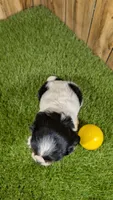 Missy Girl 1, a female Cavalier King Charles Spaniel for sale in Halfway, MO – 3 of 5