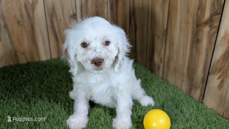 Lyla Girl 1 – Cavapoo puppy for sale in Halfway, MO