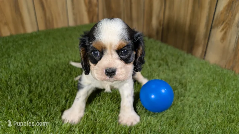 Beth boy 4 – Cavalier King Charles Spaniel puppy for sale in Halfway, MO