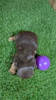 Boots Girl 3, a female Cavalier King Charles Spaniel for sale in Halfway, MO – 3 of 6