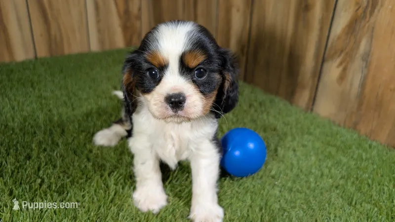 Hannah Boy 3 – Cavalier King Charles Spaniel puppy for sale in Halfway, MO