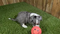 Sunset Girl 1, a female Miniature Aussiedoodle for sale in Halfway, MO – 2 of 4