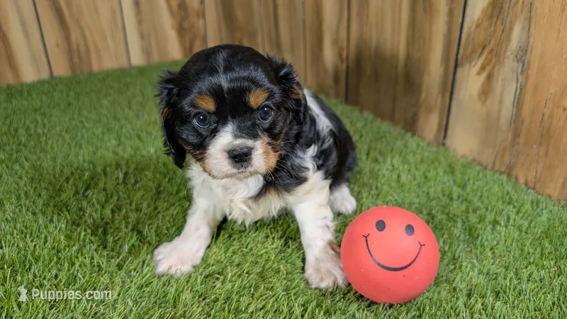 Bessie Girl 1 – Cavalier King Charles Spaniel puppy for sale in Halfway, MO