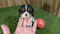 Hannah Girl 2, a female Cavalier King Charles Spaniel for sale in Halfway, MO – 5 of 6