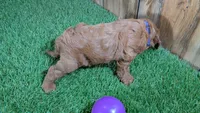 Sadie Girl 1, a female Cavapoo for sale in Halfway, MO – 5 of 5
