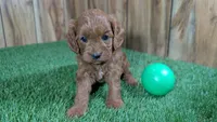Sadie Boy 2, a male Cavapoo for sale in Halfway, MO – 2 of 5
