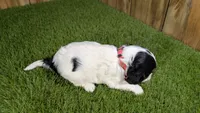 Boots Girl 1, a female Cavalier King Charles Spaniel for sale in Halfway, MO – 4 of 5