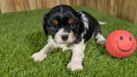 Bessie Girl 1, a male Cavalier King Charles Spaniel for sale in Halfway, MO – 2 of 5