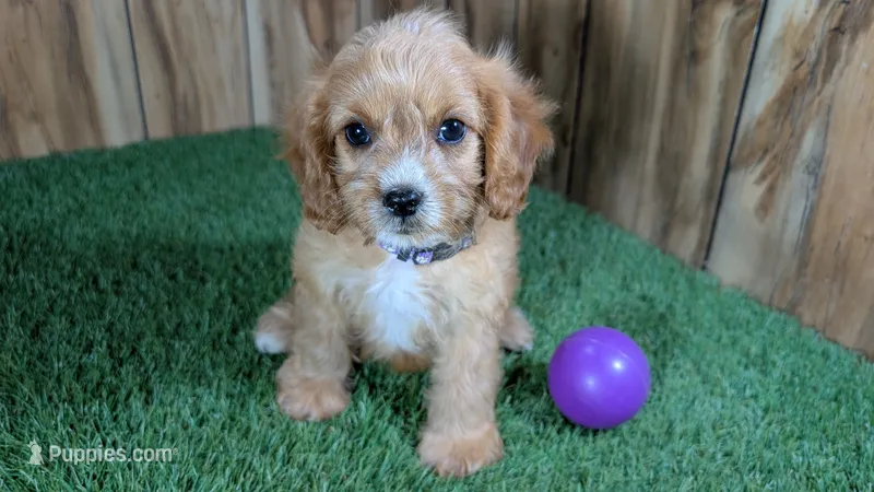 Lyla Girl 4 – Cavapoo puppy for sale in Halfway, MO