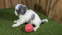 Gabby Girl 2, a female Cavapoo for sale in Halfway, MO – 5 of 5