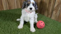 Gabby Girl 2, a female Cavapoo for sale in Halfway, MO – 3 of 5