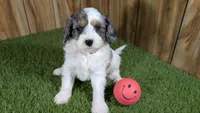 Gabby Girl 2, a female Cavapoo for sale in Halfway, MO – 2 of 5
