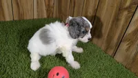 Gabby Girl 2, a female Cavapoo for sale in Halfway, MO – 4 of 5