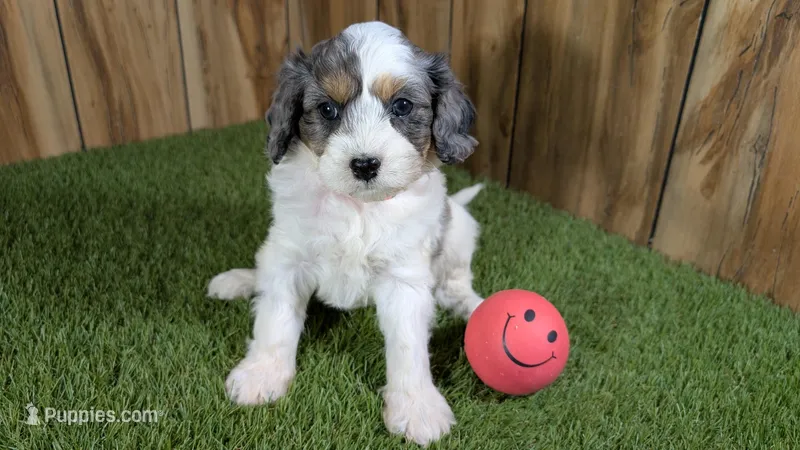 Gabby Girl 2 – Cavapoo puppy for sale in Halfway, MO