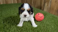 Boots Girl 1, a female Cavalier King Charles Spaniel for sale in Halfway, MO – 2 of 5