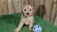 Kellee Boy 3, a male Cavapoo for sale in Halfway, MO – 2 of 4
