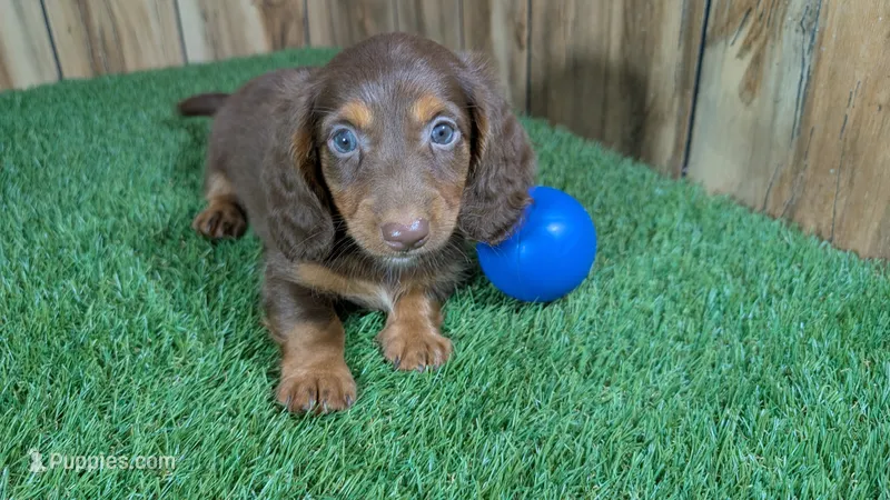 Cutie Boy 1 – Miniature Dachshund puppy for sale in Halfway, MO