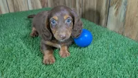 Cutie Boy 1, a male Miniature Dachshund for sale in Halfway, MO – 1 of 5