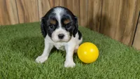 Missy Girl 1, a female Cavalier King Charles Spaniel for sale in Halfway, MO – 1 of 5