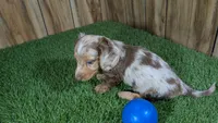 Crackers Boy 1, a male Miniature Dachshund for sale in Halfway, MO – 5 of 5