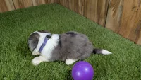 Sunset Girl 2, a female Miniature Aussiedoodle for sale in Halfway, MO – 3 of 4