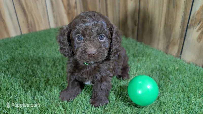 Honey Boy 1 – Cavapoo puppy for sale in Halfway, MO