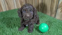 Honey Boy 1, a male Cavapoo for sale in Halfway, MO – 1 of 4