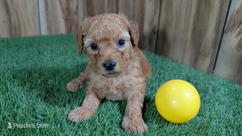 Honeycomb Boy 1 – Poodle - Miniature  puppy for sale in Halfway, MO