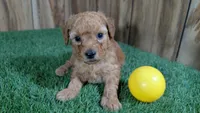 Honeycomb Boy 1, a male Poodle - Miniature  for sale in Halfway, MO – 1 of 4
