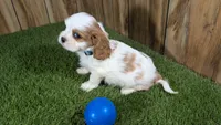 Carmella Boy 1, a male Cavalier King Charles Spaniel for sale in Halfway, MO – 5 of 5