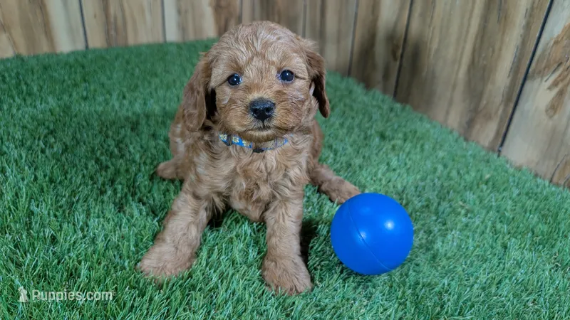 Fluffy Boy 2 – Cavapoo, Poodle - Miniature  puppy for sale in Halfway, MO