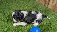 Gracie Boy 1, a male Cavalier King Charles Spaniel for sale in Halfway, MO – 4 of 5