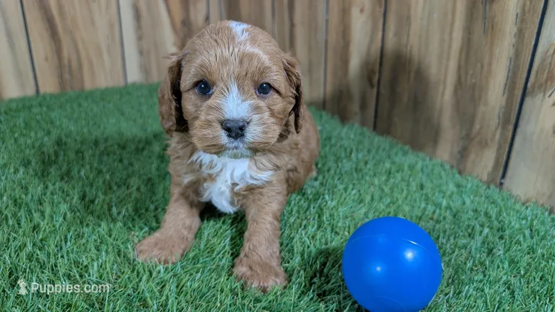 Katie Boy 3 – Cavapoo puppy for sale in Halfway, MO