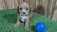 Katie Boy 3, a male Cavapoo for sale in Halfway, MO – Photo 1 of 4