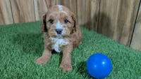 Katie Boy 3, a male Cavapoo for sale in Halfway, MO – Photo 2 of 4