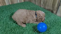 Katie Boy 3, a male Cavapoo for sale in Halfway, MO – Photo 3 of 4