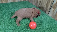 Fluffy Girl 1, a male Cavapoo and Poodle - Miniature  for sale in Halfway, MO – 4 of 5
