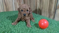 Fluffy Girl 1, a male Cavapoo and Poodle - Miniature  for sale in Halfway, MO – 2 of 5