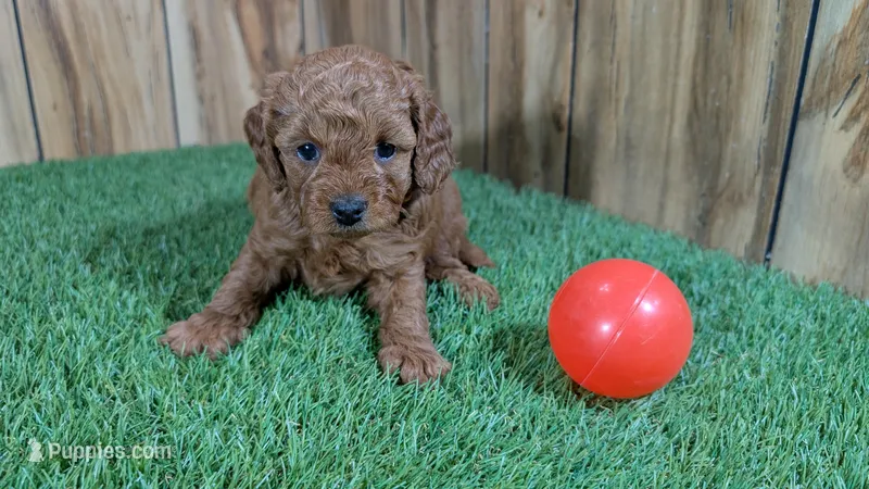 Fluffy Girl 1 – Cavapoo, Poodle - Miniature  puppy for sale in Halfway, MO