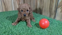 Fluffy Girl 1, a male Cavapoo and Poodle - Miniature  for sale in Halfway, MO – 1 of 5