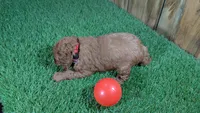 Fluffy Girl 1, a male Cavapoo and Poodle - Miniature  for sale in Halfway, MO – 5 of 5