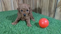 Fluffy Girl 1, a male Cavapoo and Poodle - Miniature  for sale in Halfway, MO – 3 of 5