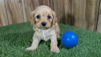 Kellee Boy 1, a male Cavapoo for sale in Halfway, MO – 3 of 4