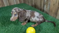 Sweetie Boy 3 AKC, a male Miniature Dachshund for sale in Halfway, MO – 6 of 6