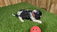 Bessie Girl 1, a male Cavalier King Charles Spaniel for sale in Halfway, MO – 4 of 5