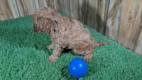 LaRae Boy 1, a male Cavapoo for sale in Halfway, MO – 3 of 4