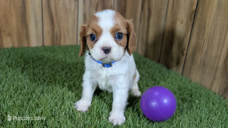Carmella Girl 2 – Cavalier King Charles Spaniel puppy for sale in Halfway, MO