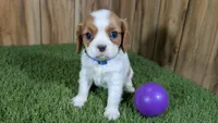 Carmella Girl 2, a female Cavalier King Charles Spaniel for sale in Halfway, MO – 1 of 4