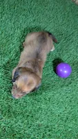 Mylie Girl 1, a female Miniature Dachshund for sale in Halfway, MO – 2 of 4